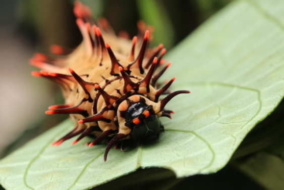 毛毛蟲。圖片來源：李潔華